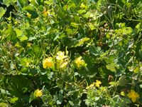 Chelidonium majus